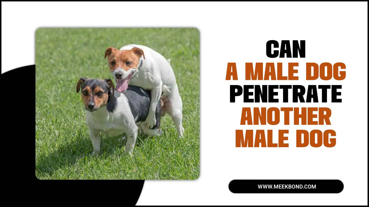 Can A Male Dog Penetrate Another Male Dog? A Complete Guide