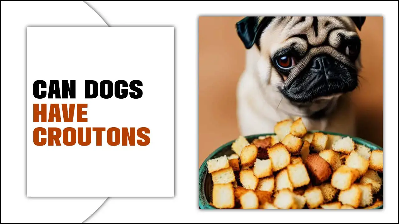 Can Dogs Have Croutons? – Exploring Safe Food Options