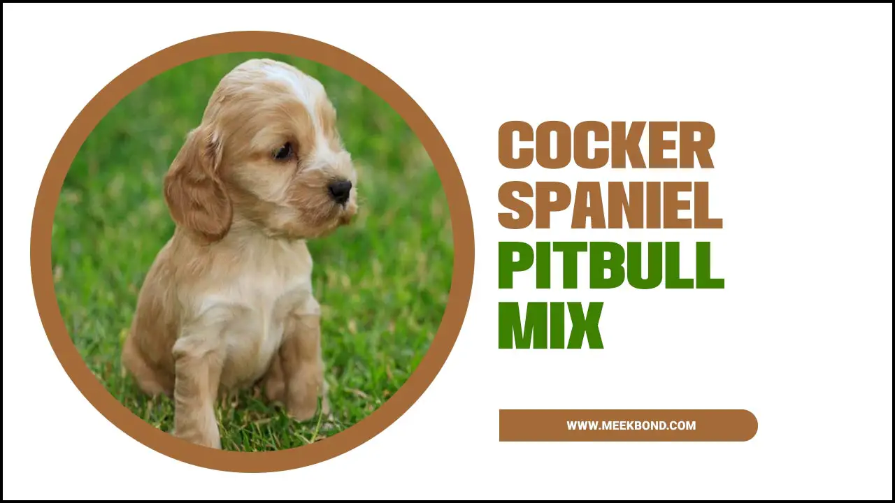 Your Guide To Own The Cocker Spaniel Pitbull Mix