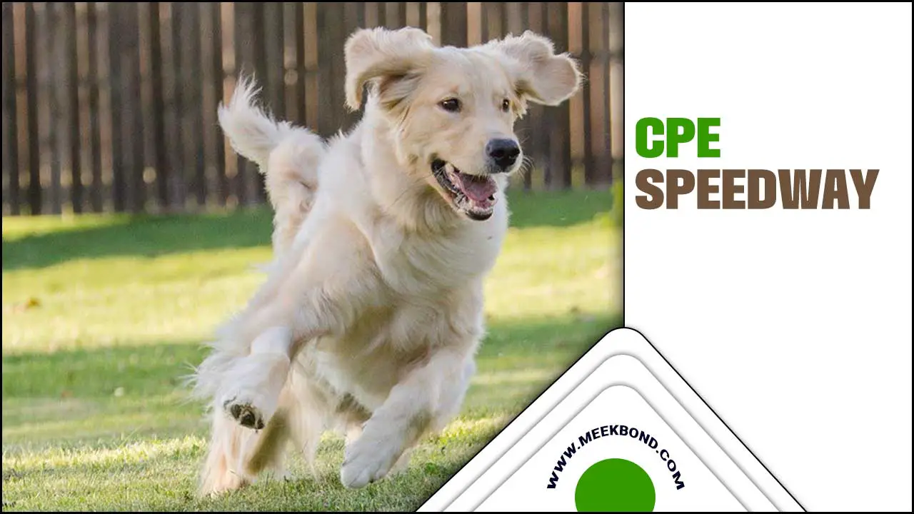 Get Your Dog Excited With CPE Speedway