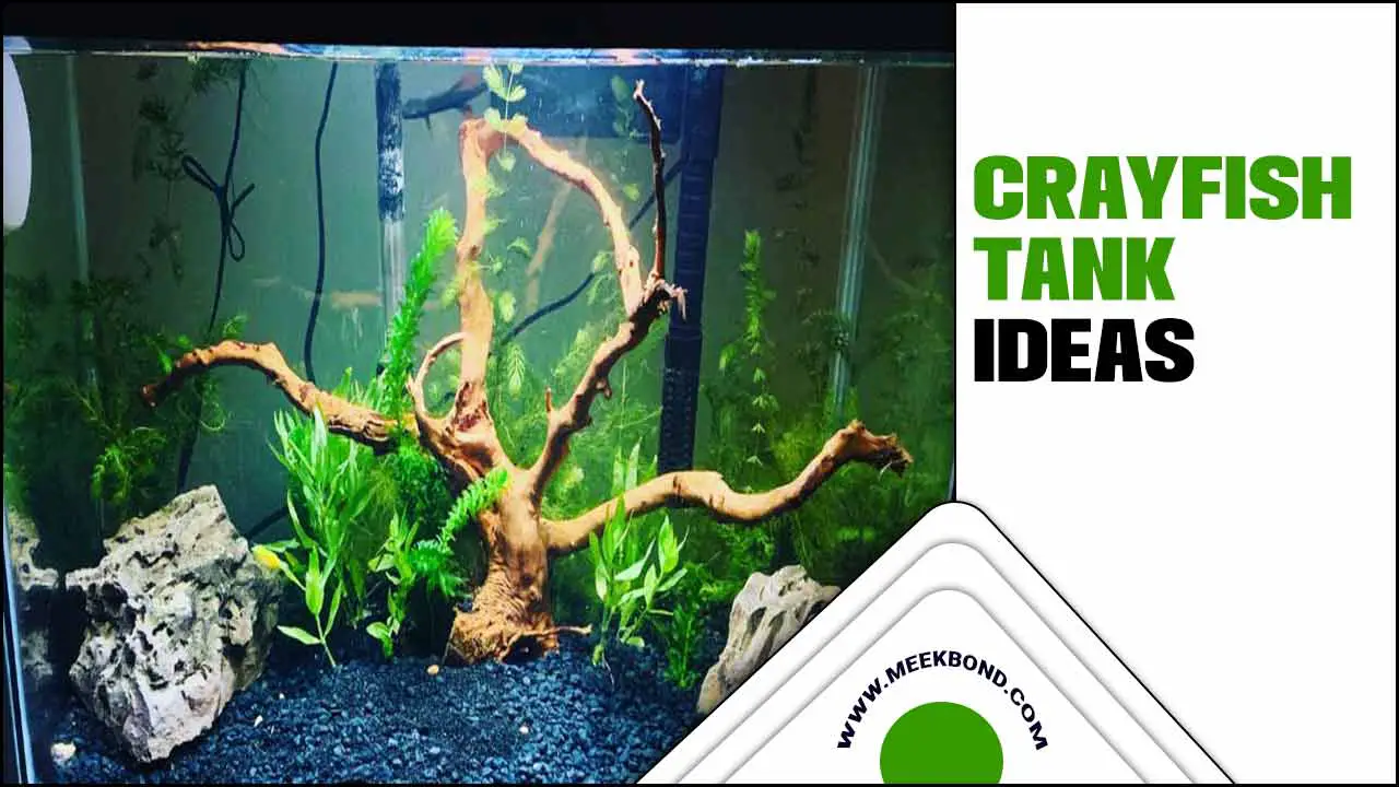 Crayfish Tank Ideas