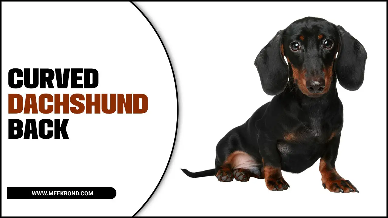 Curved Dachshund Back: How To Support Your Furry Friend