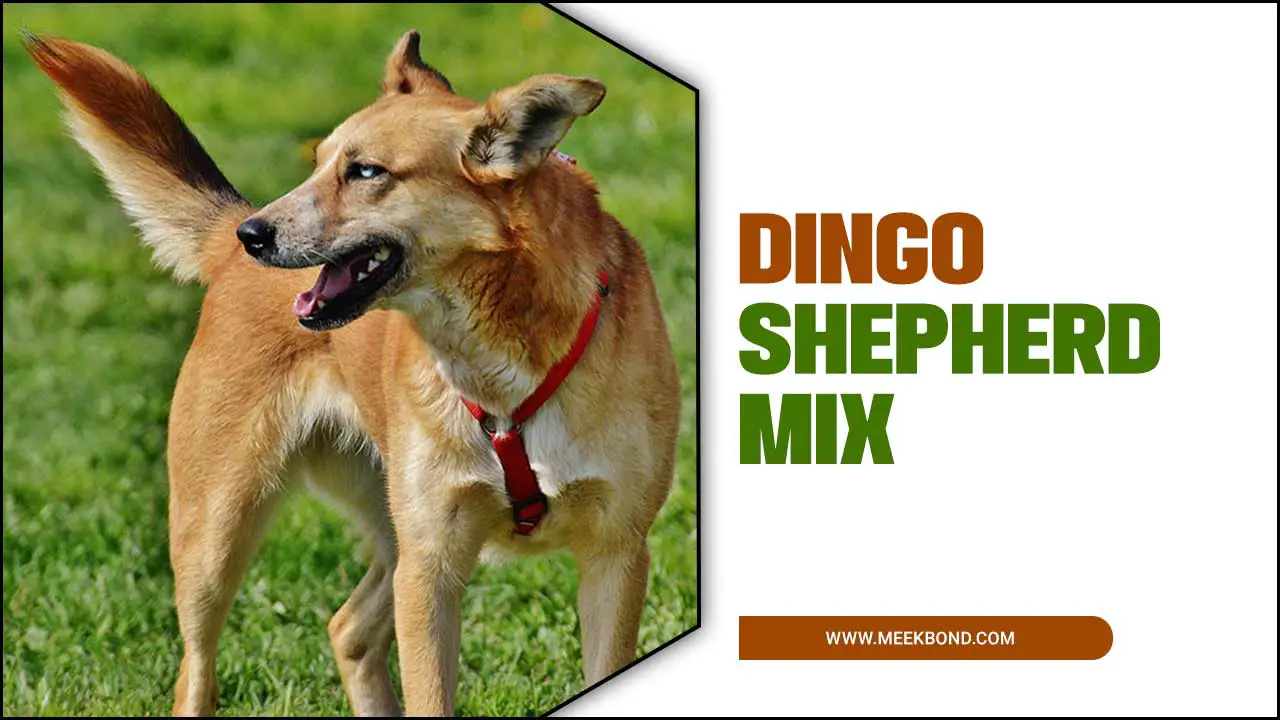 Dingo Shepherd Mix: Amazing Guideline For The Pet Lover