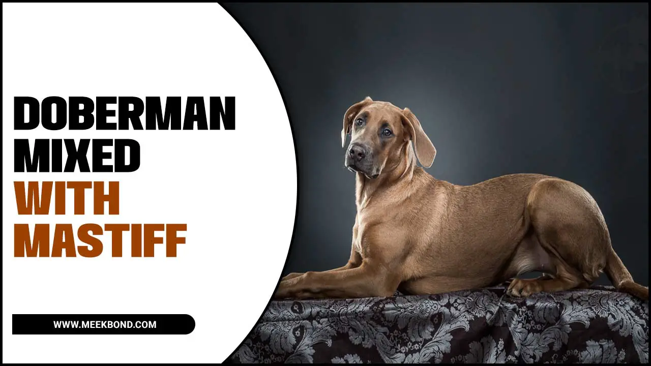Doberman Mixed With Mastiff – A Perfect Mix Breed