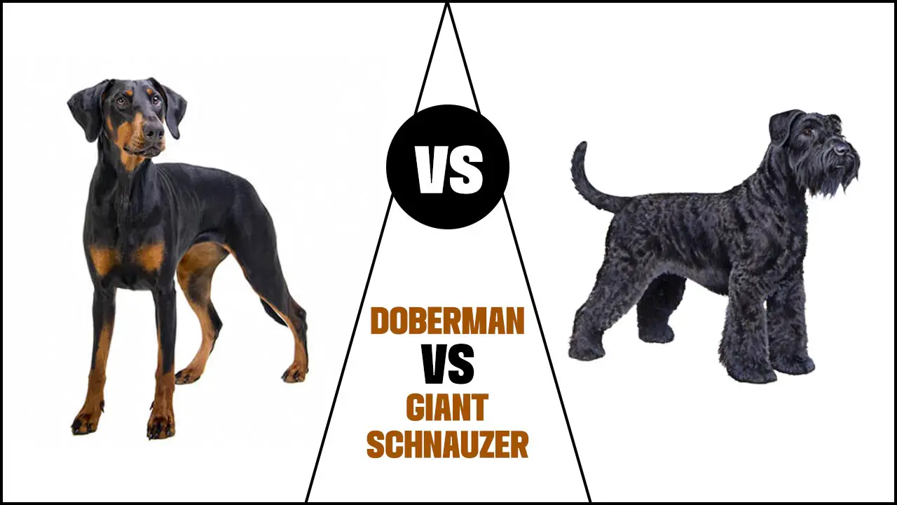 Doberman Vs Giant Schnauzer: Which Is Better?b