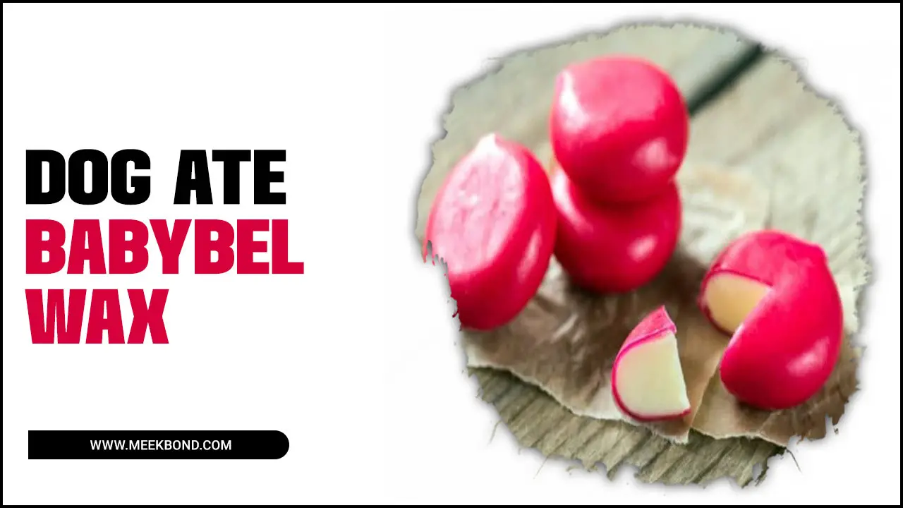 How To Handle Sticky Situation If A Dog Ate Babybel Wax