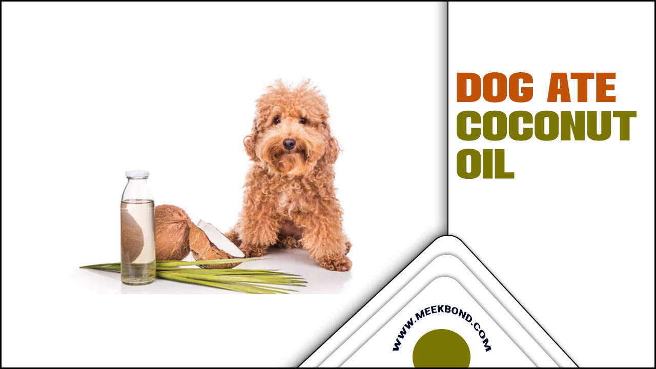 Dog Ate Coconut Oil: What You Need To Know
