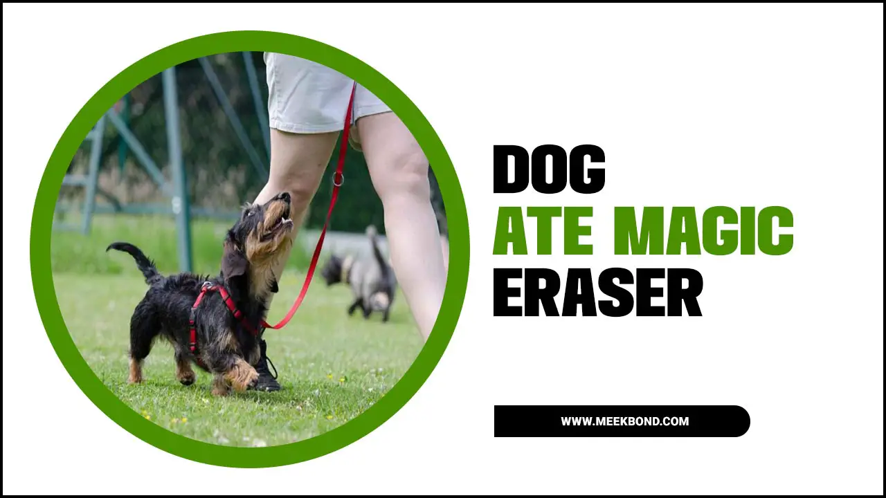 What Should You Do If Your Dog Ate Magic Eraser?
