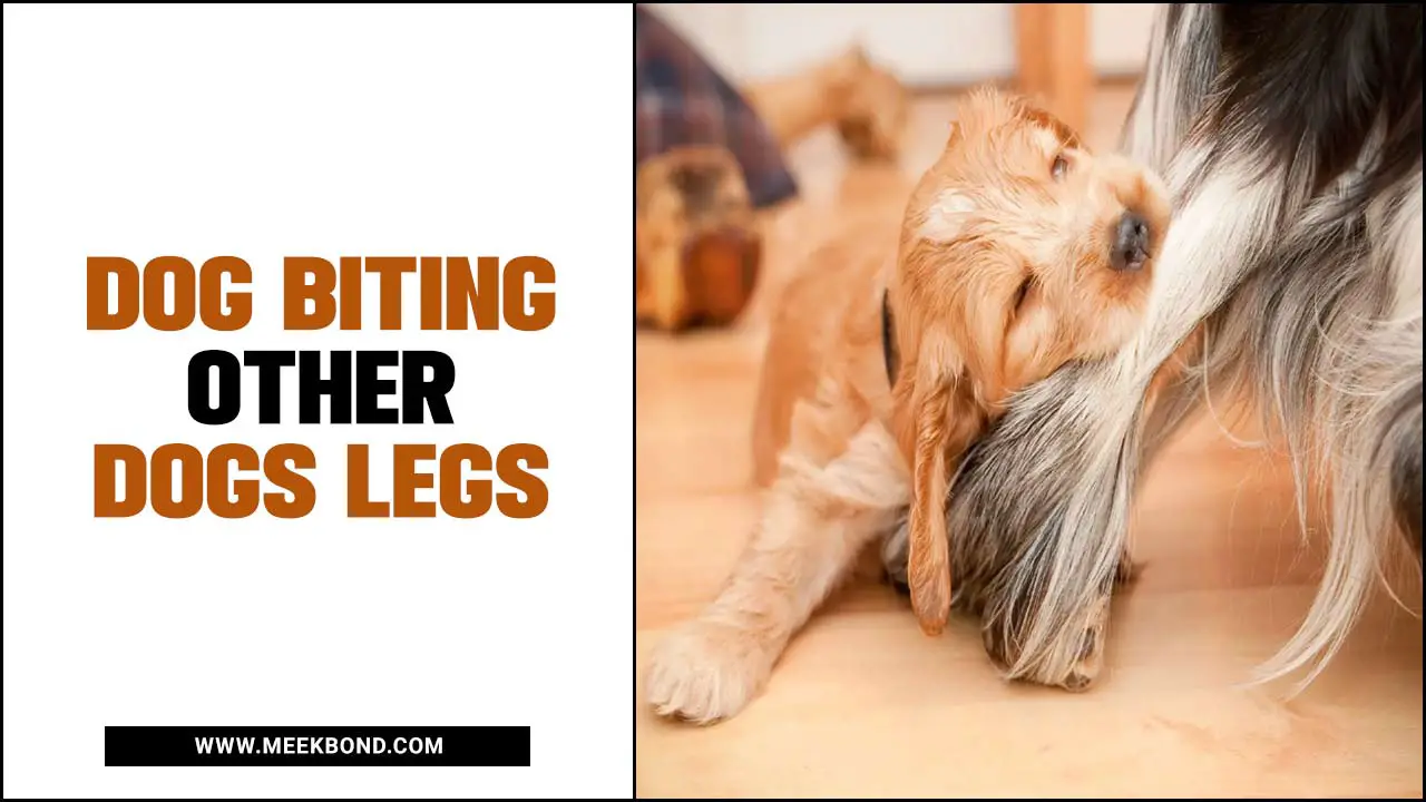 Dog Biting Other Dogs Legs: Causes And Preventing