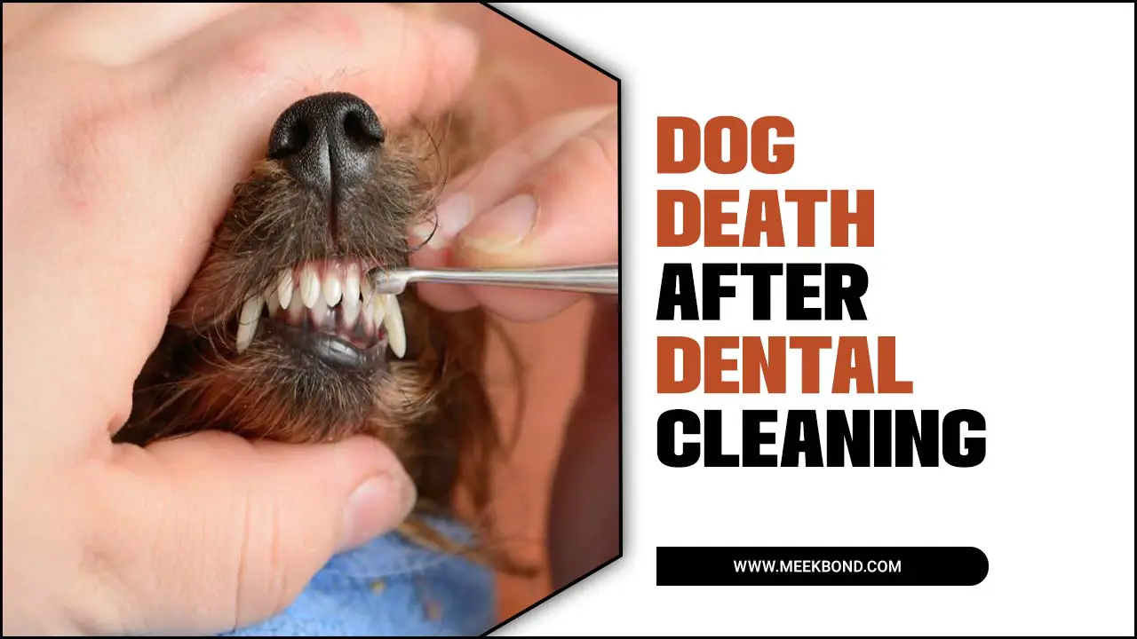 Dog Death After Dental Cleaning: Causes And Prevention