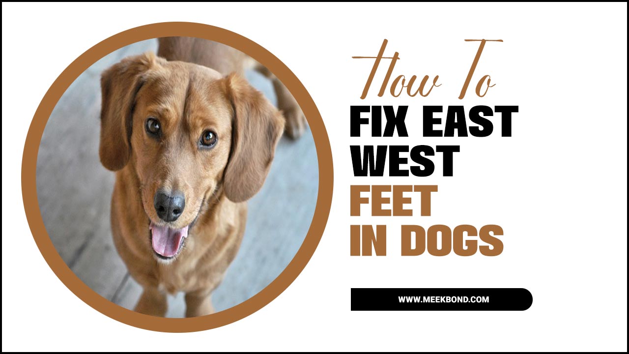 How To Fix East West Feet In Dogs: A Guide To Fixing