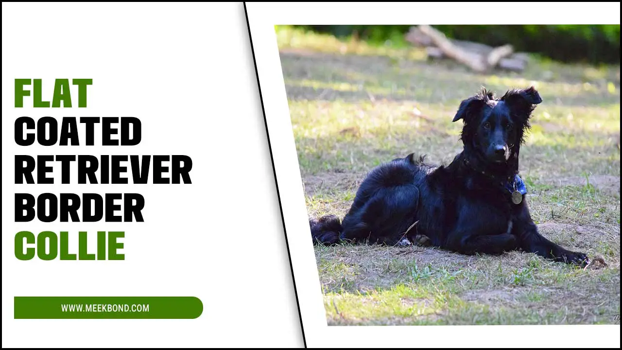 Flat Coated Retriever Border Collie Mix | Breed Information