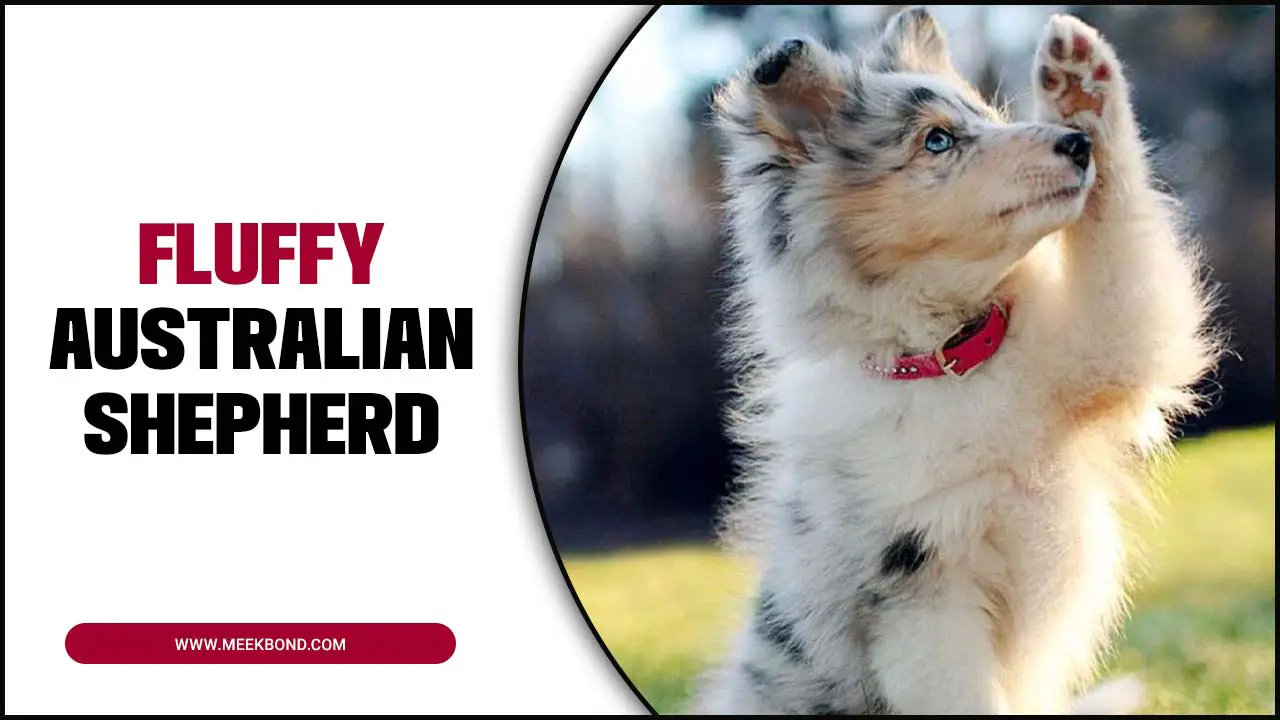 How To Care For A Fluffy Australian Shepherd