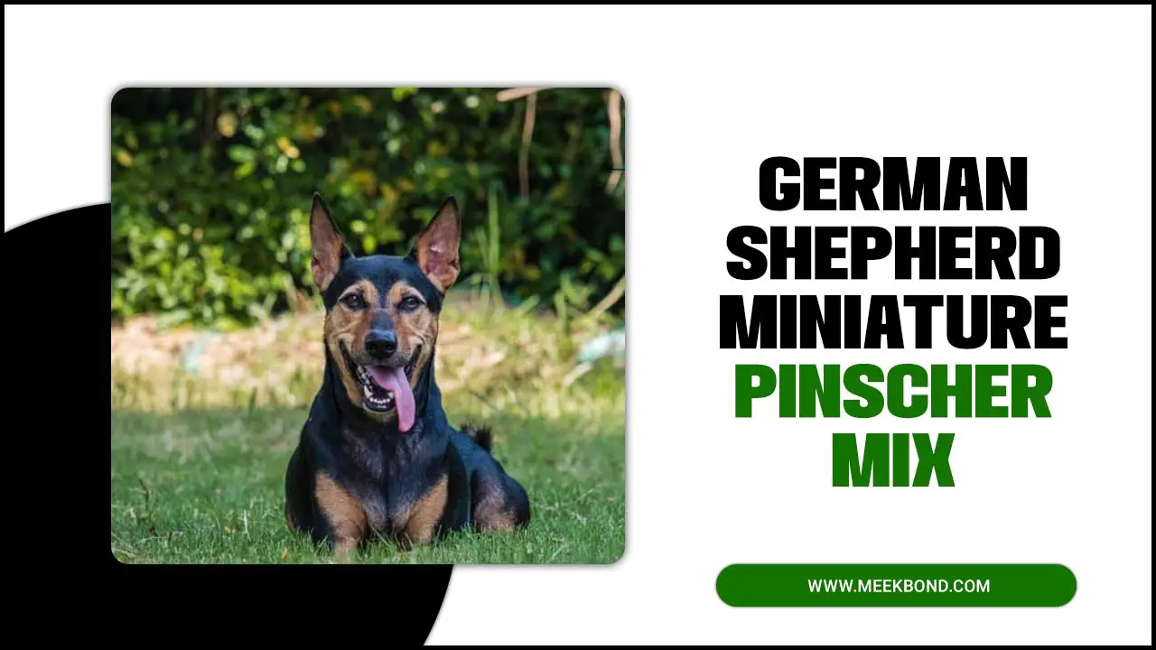 Your Guide To Own The German Shepherd Miniature Pinscher Mix