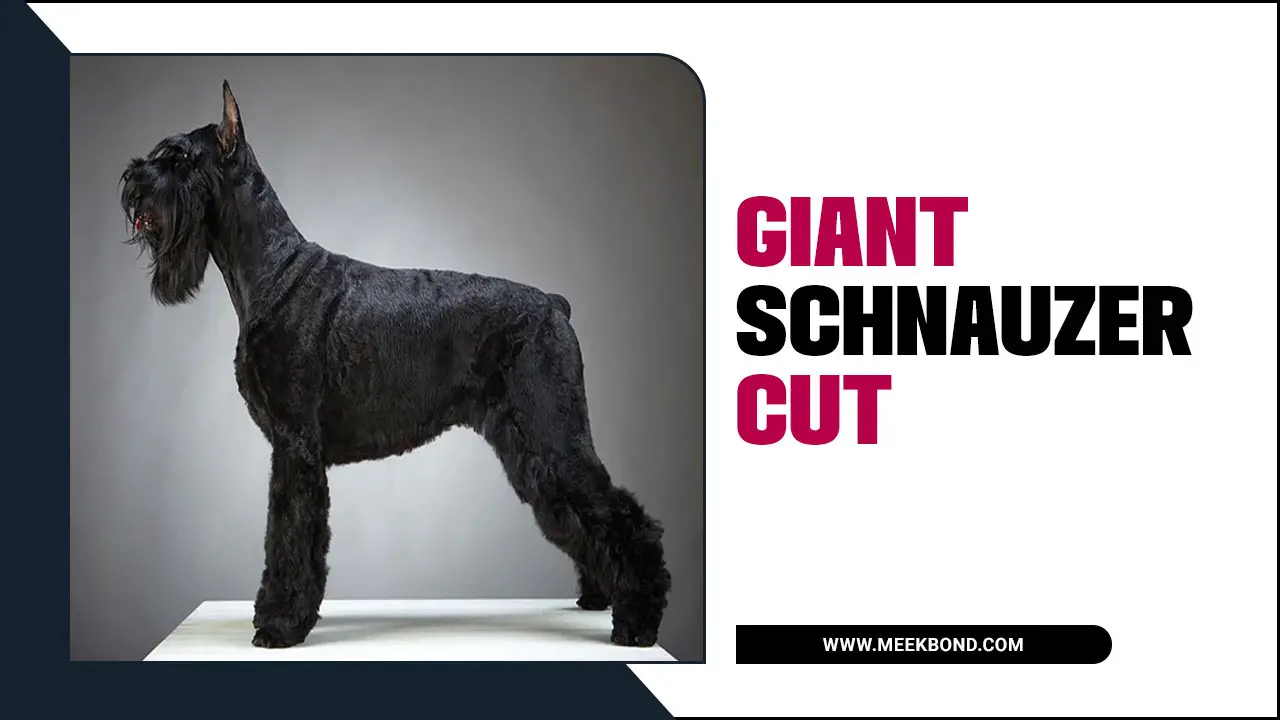 Giant Schnauzer Cut: How To Groom My Furry Friend