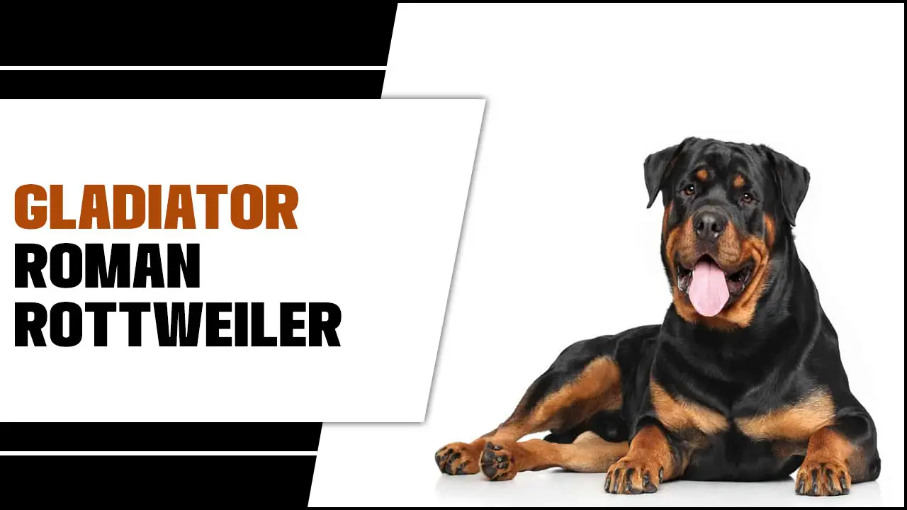 The Power And Beauty Of Gladiator Roman Rottweiler