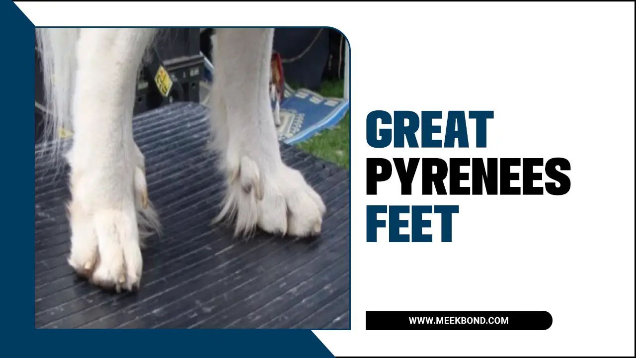 Great Pyrenees Feet: A Caring Guide