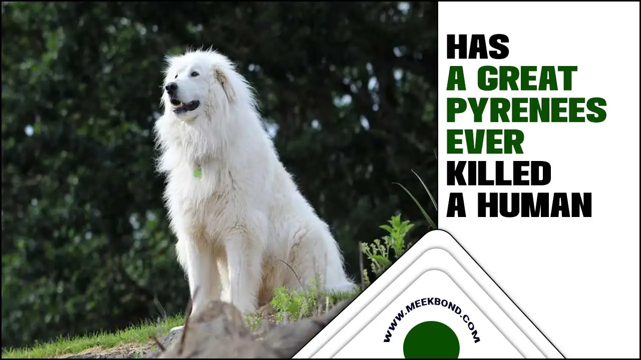 Has A Great Pyrenees Ever Killed A Human: The Truth