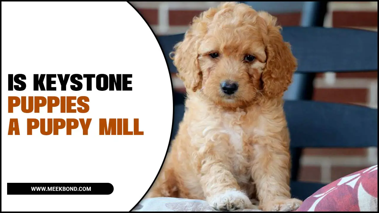 Is Keystone Puppies A Puppy Mill- You Need To Know