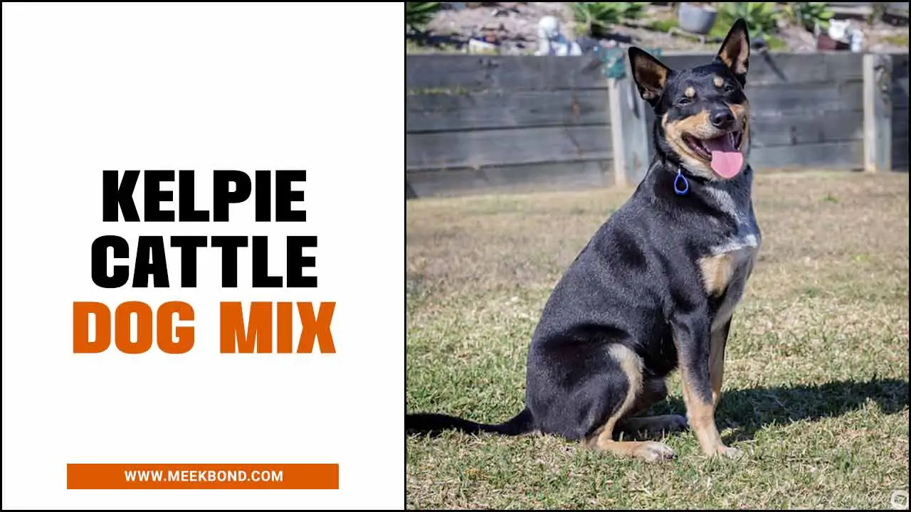 Kelpie Cattle Dog Mix: A Comprehensive Guide For Pet Lover