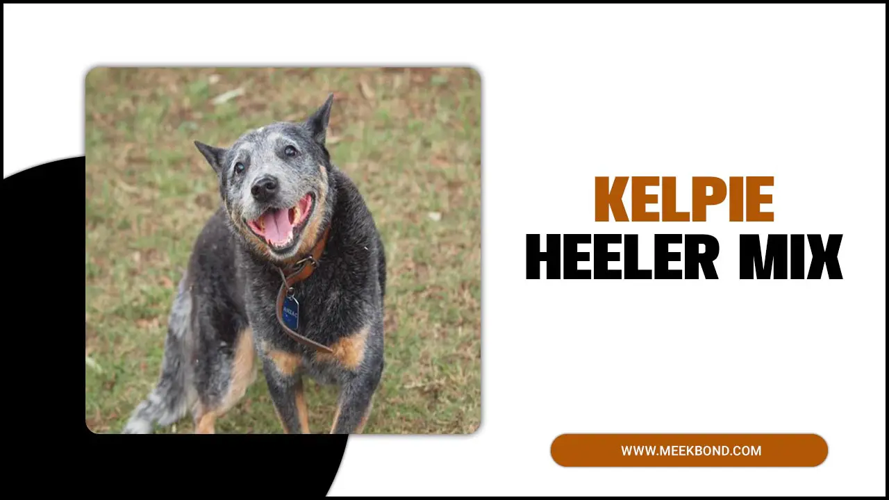Your Guide To Own The Kelpie Heeler Mix