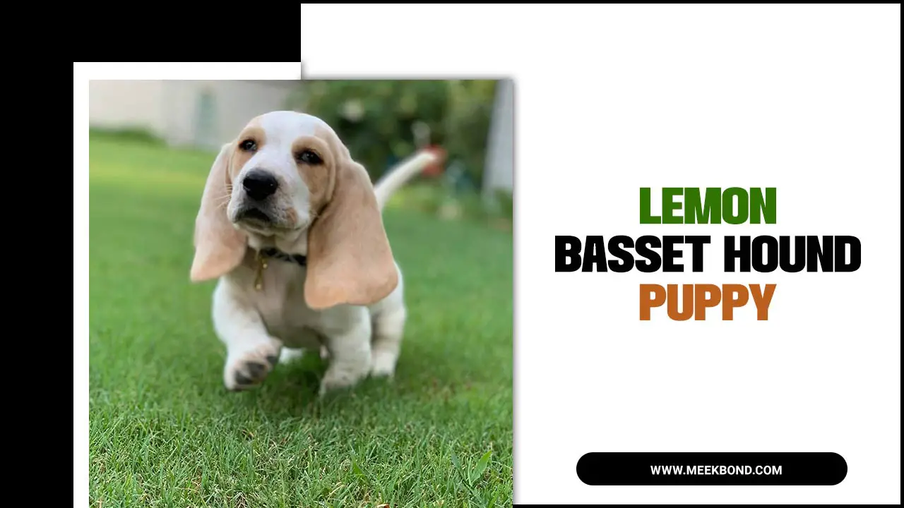 Lemon Basset Hound Puppy: Everything You Need To Know