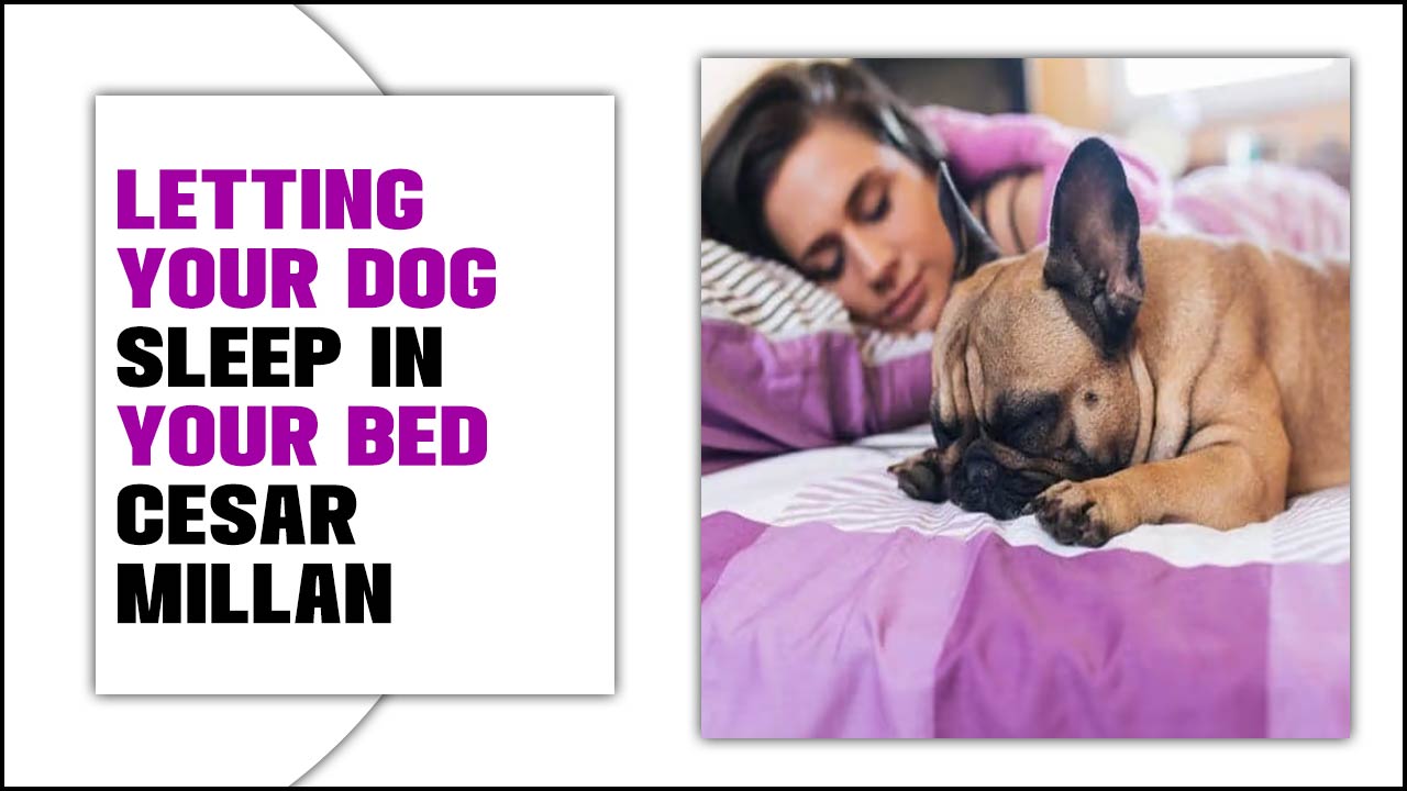 Letting Your Dog Sleep In Your Bed Cesar Millan Explained