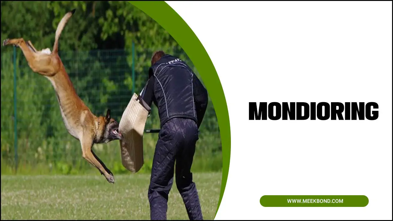 Mondioring Dog Sport – Comprehensive Guide
