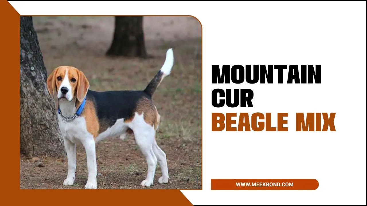 Exploring The Fascinating Traits Of The Mountain Cur Beagle Mix