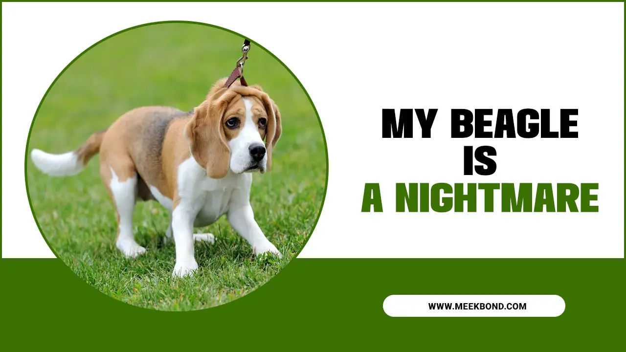 Why My Beagle Is A Nightmare – What You Did About It