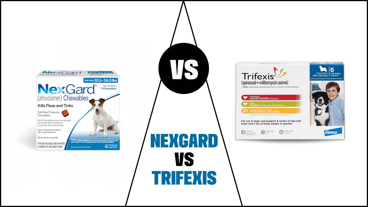 Nexgard Vs Trifexis: Which One To Choose?