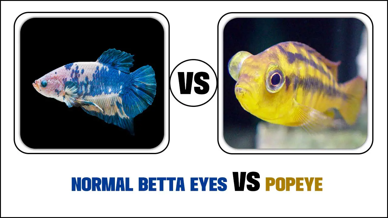 Normal Betta Eyes Vs Popeye