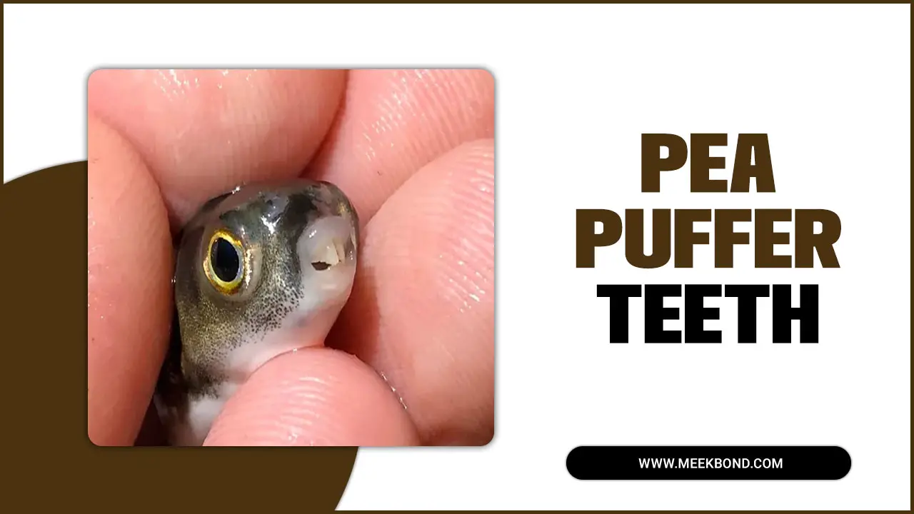 Pea Puffer Teeth