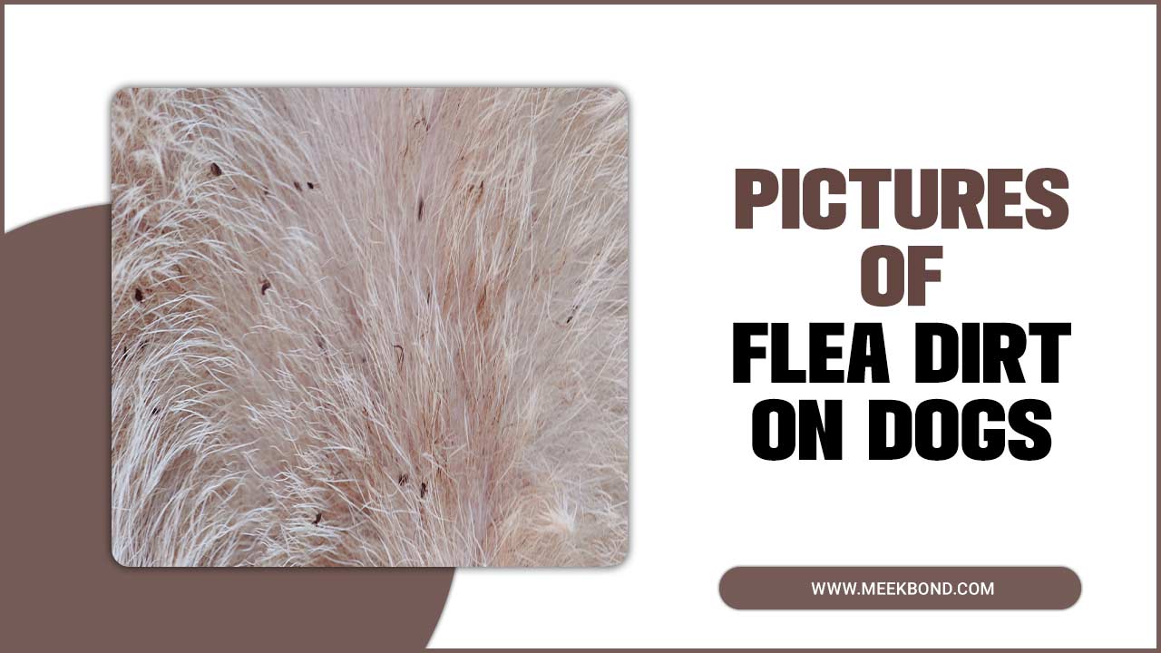 Pictures Of Flea Dirt On Dogs: A Visual Guide
