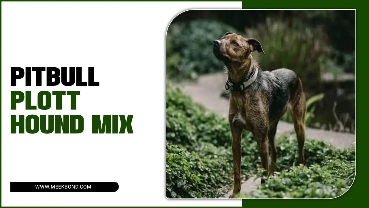 Pitbull Plott Hound Mix: A Loyal And Energetic Companion