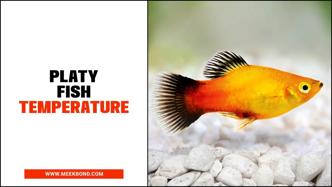 A Quick Guide For Platy Fish Temperature