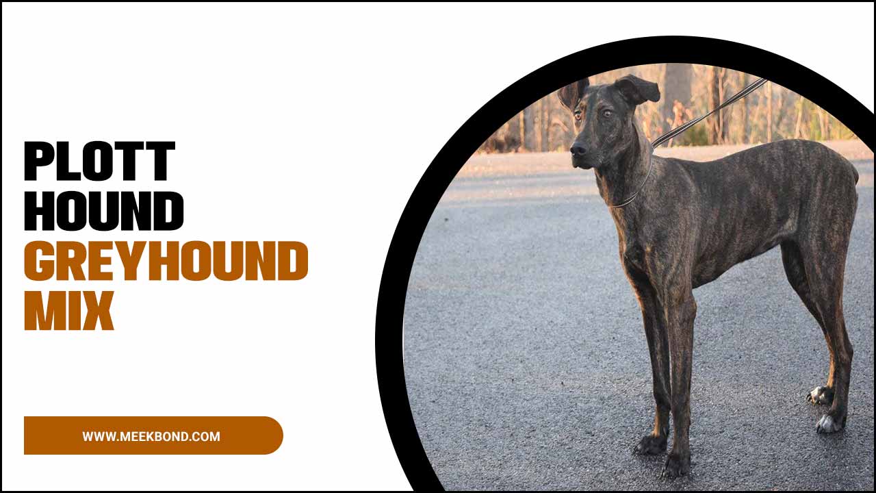Plott Hound Greyhound Mix: A Comprehensive Guide