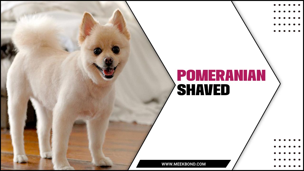 Pomeranian Shaved: A Guide To Grooming Your Dog