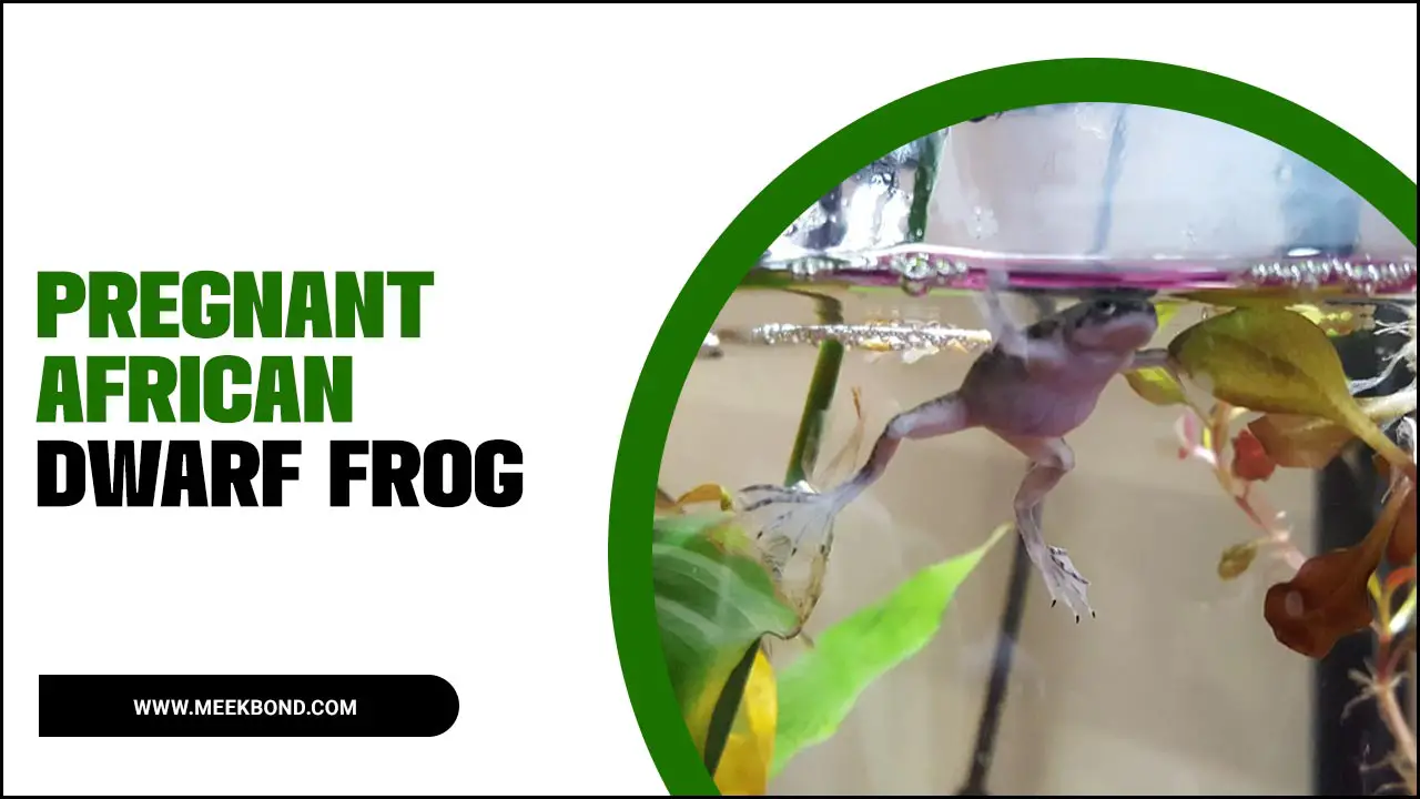 Pregnant African Dwarf Frogs