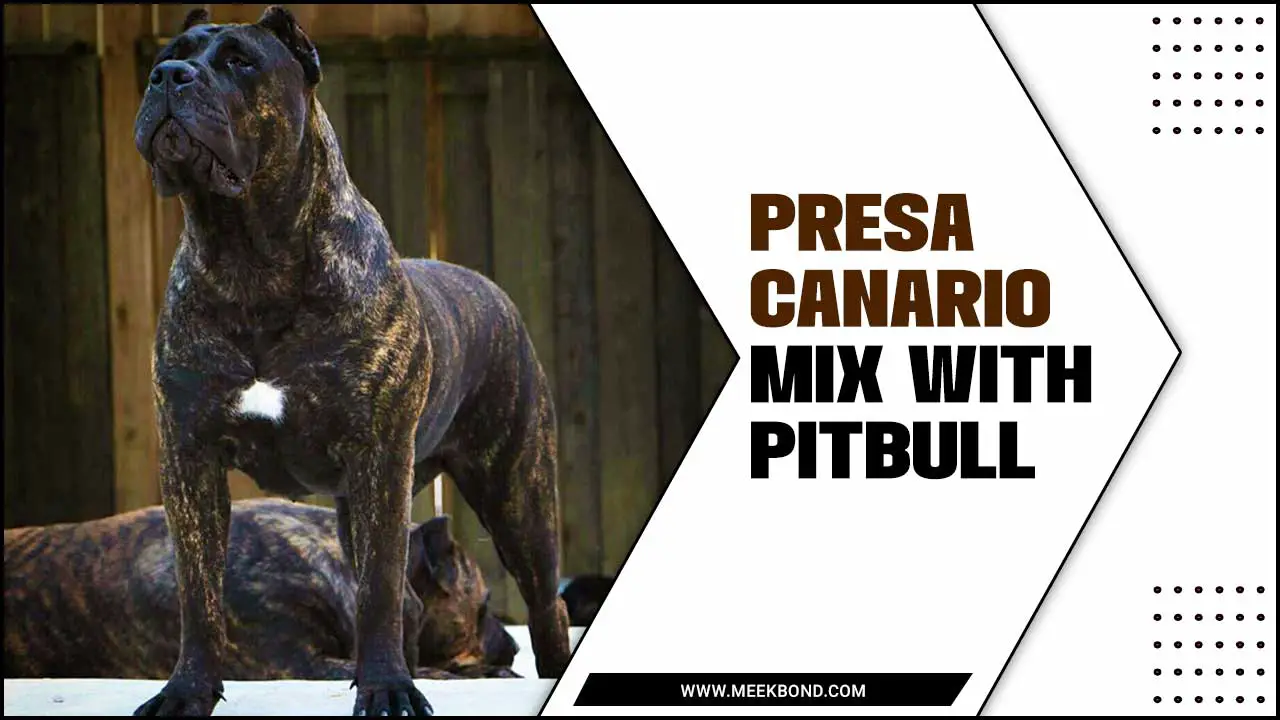 Presa Canario Mix With Pitbull: A Powerful And Loyal Mix