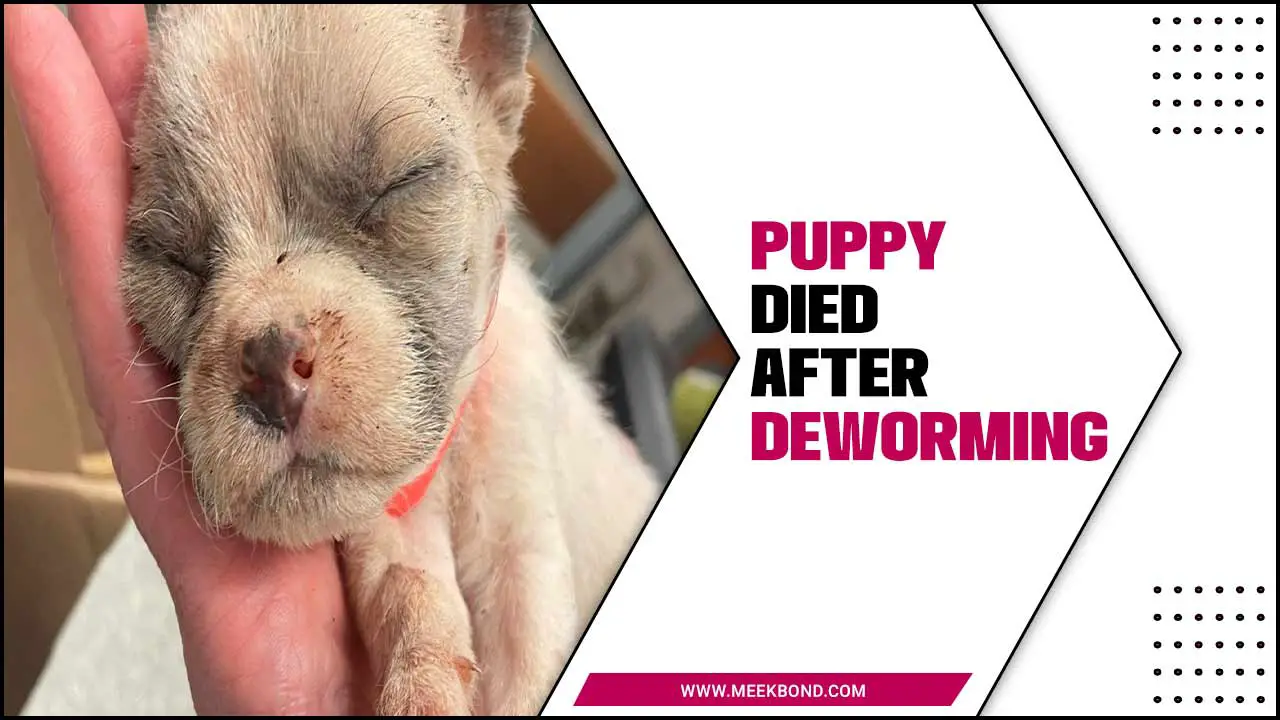 My Puppy Died After Deworming: Why Did This Happen?