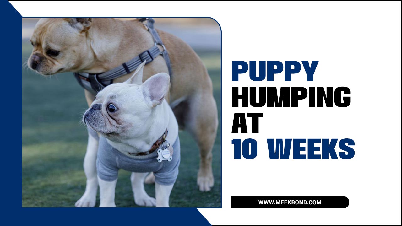 Puppy Humping At 10 Weeks Old – What’s Going On?