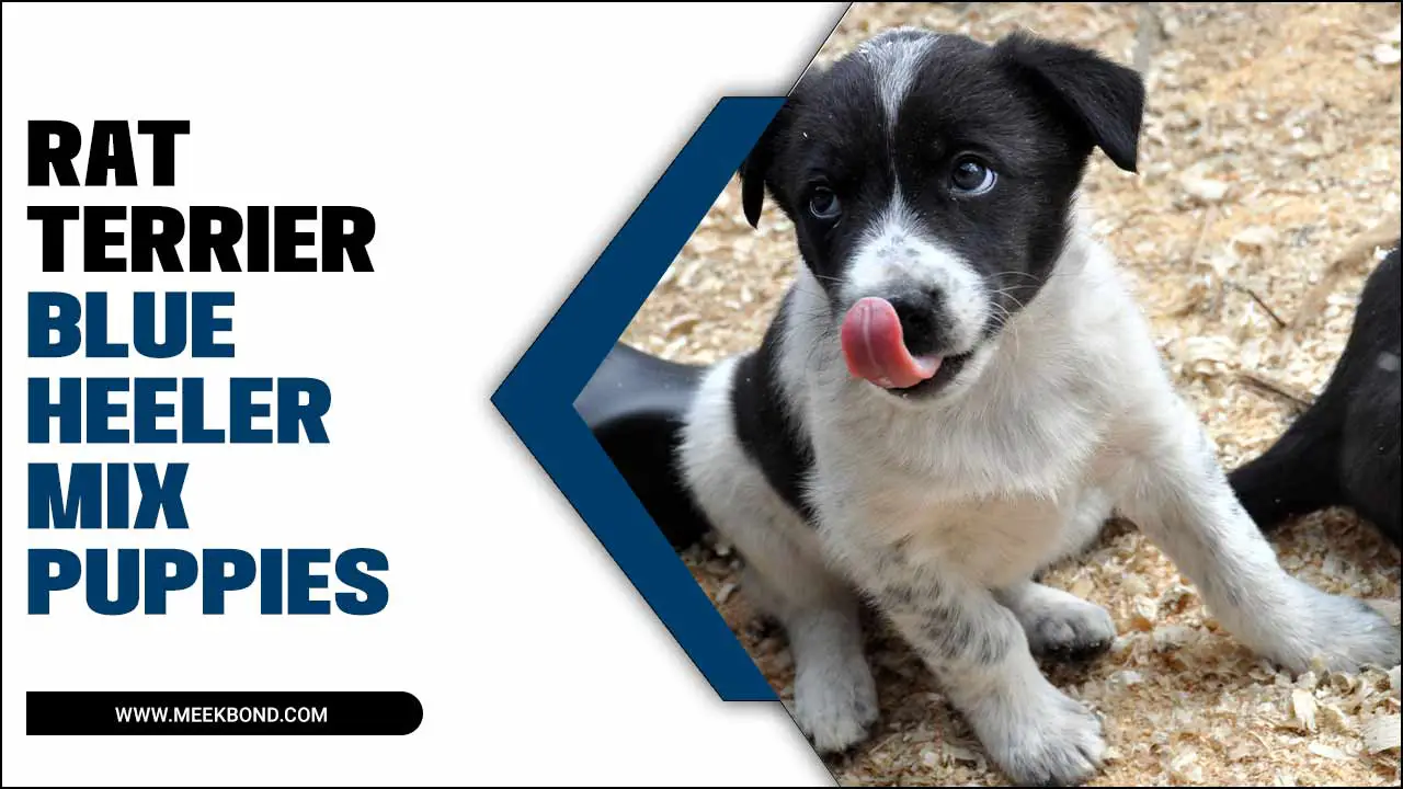 Rat Terrier Blue Heeler Mix Puppies: Everything You Need To Know