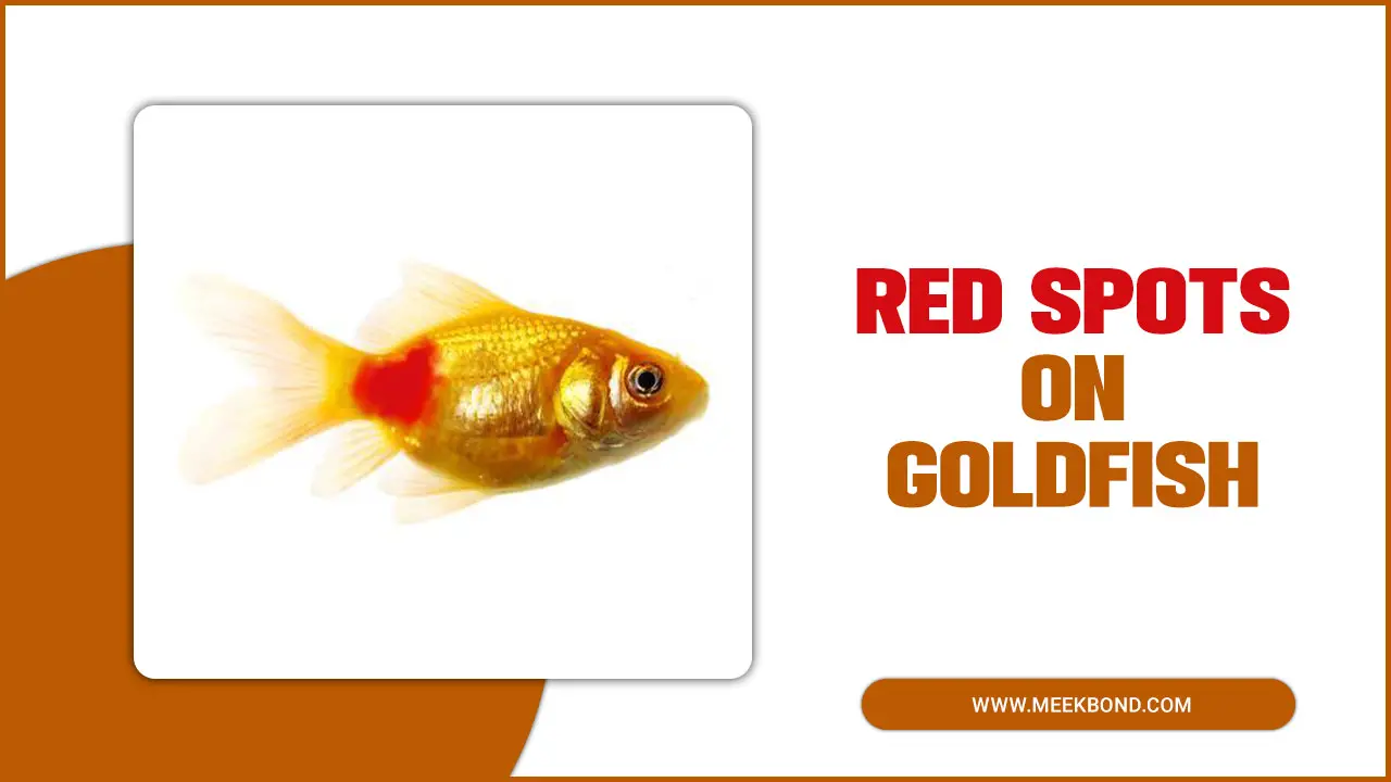Red Spots On Goldfish