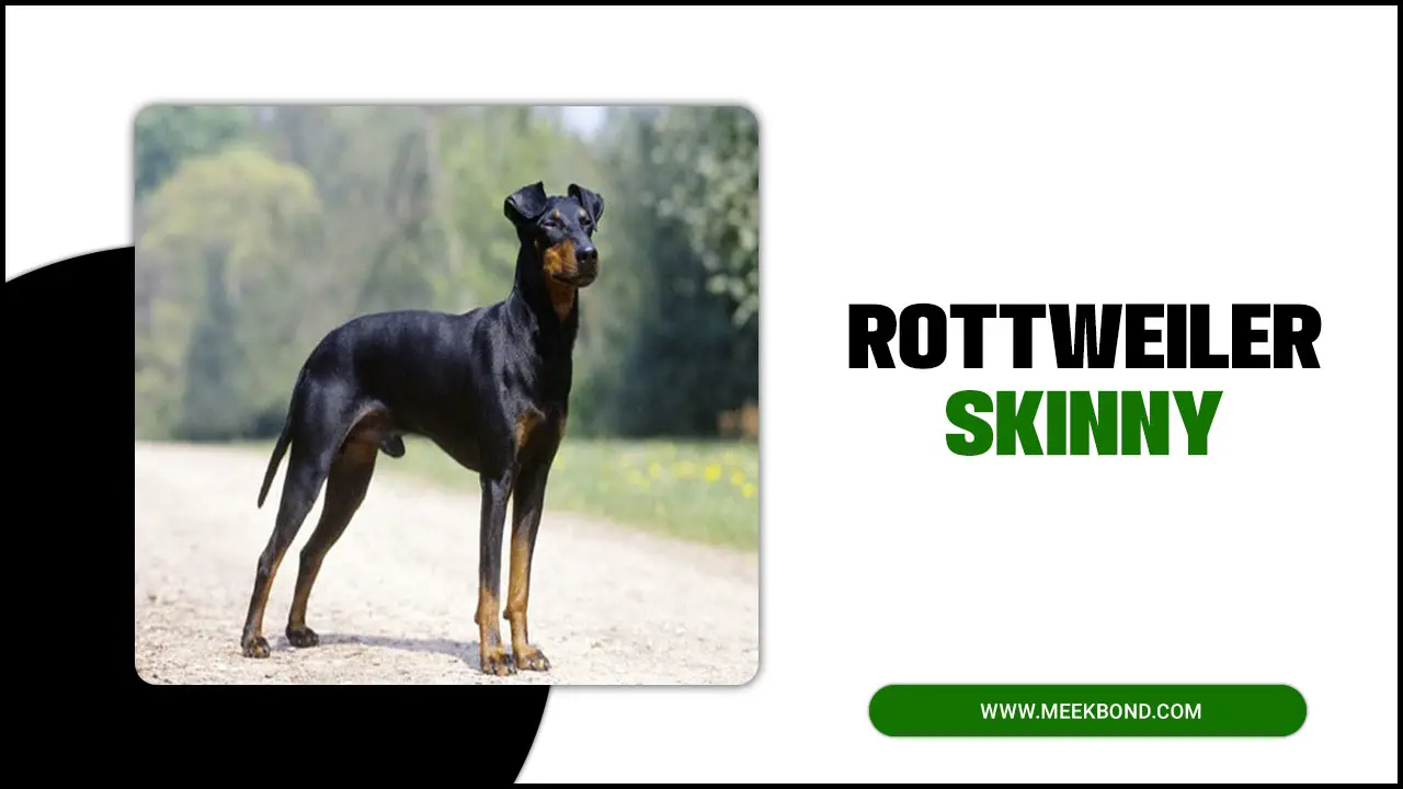 Why Is My Rottweiler Skinny? – 8 Reasons