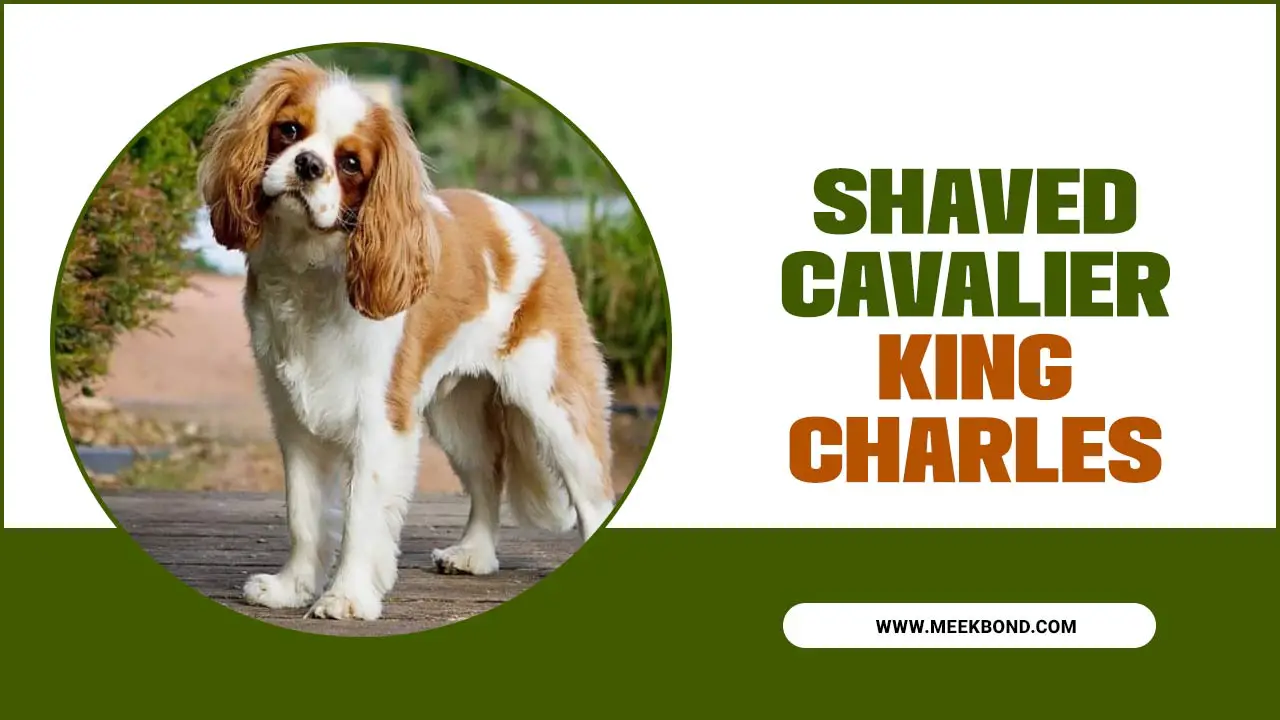 Shaved Cavalier King Charles: How To Achieve The Perfect Cut