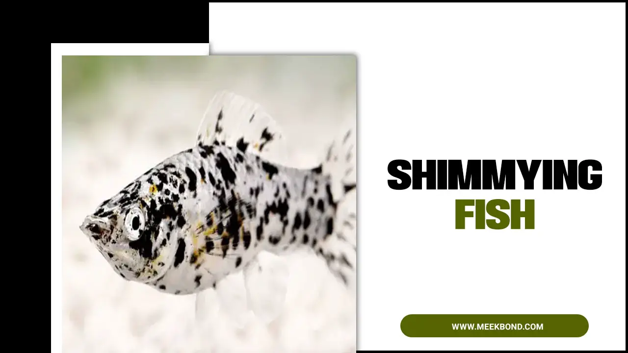 Shimmying Fish: Cause, Treatment & Prevent