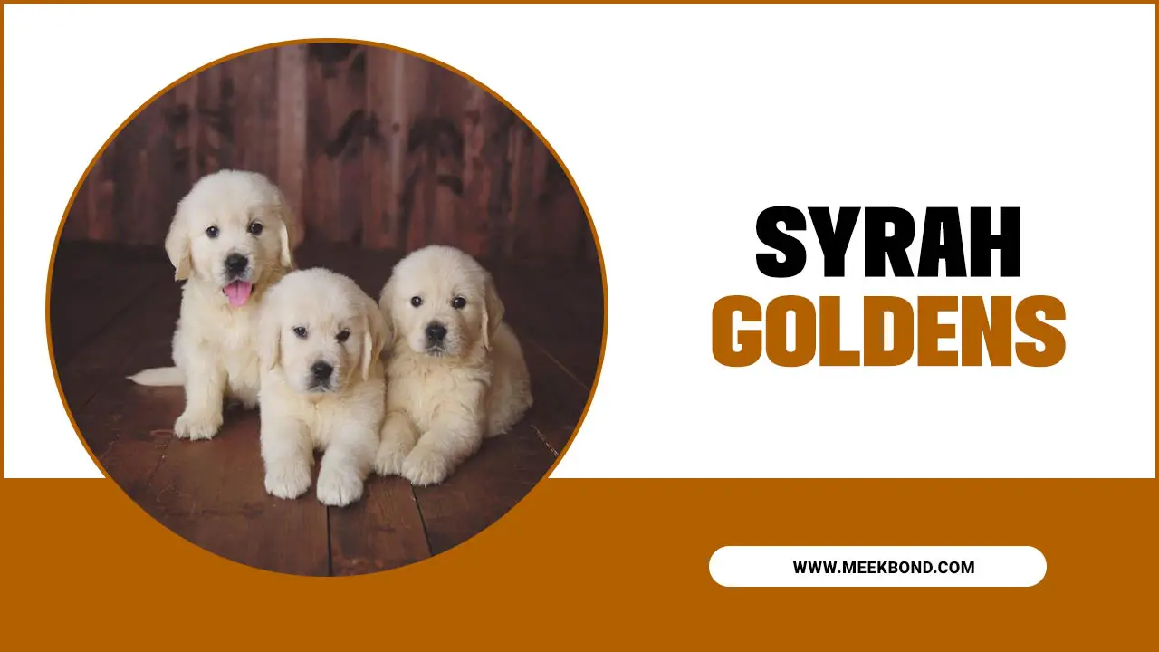 Syrah Goldens: The Best Addition To Your Family