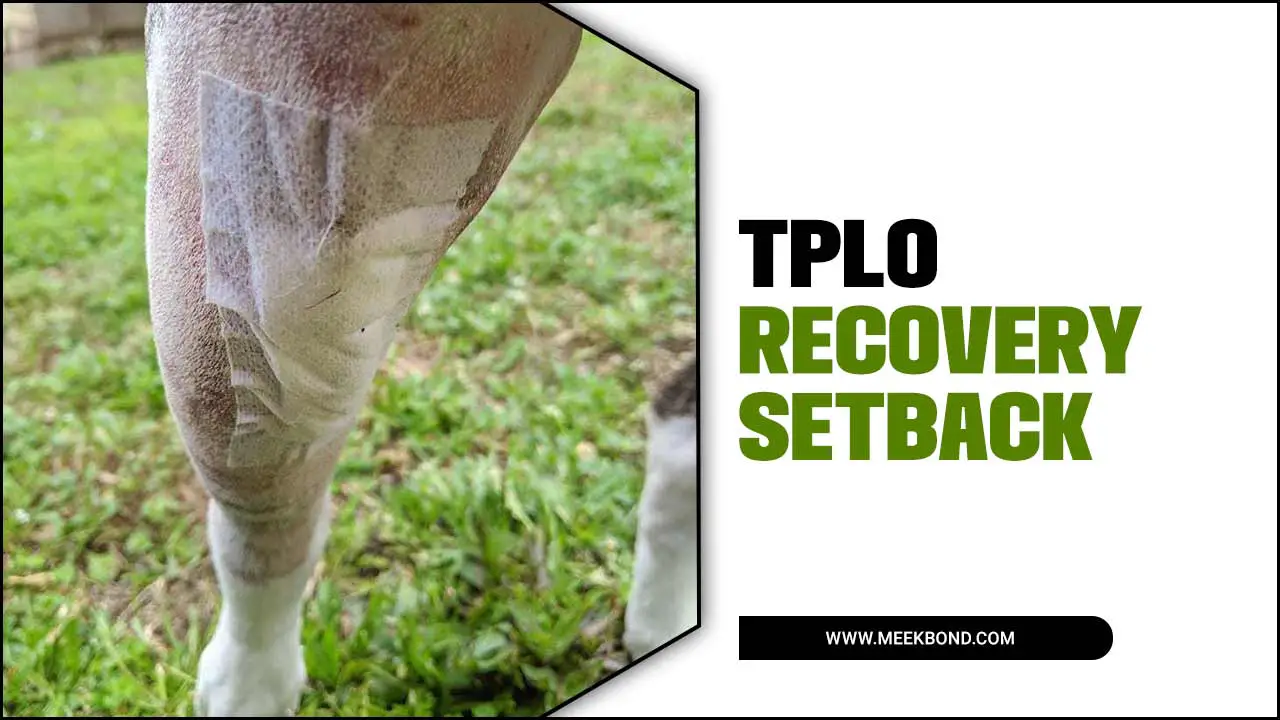 Tplo Recovery Setback: How Your Dog Can Overcome Setbacks And Thrive