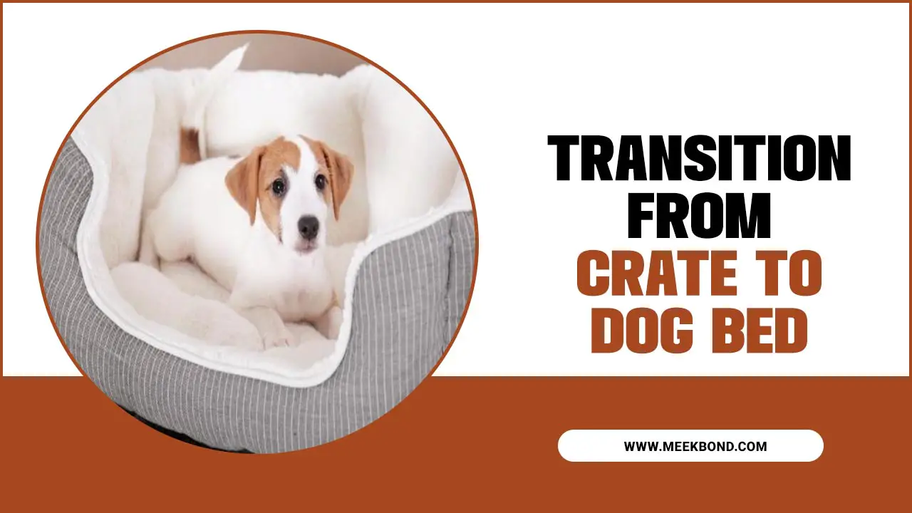 Transition From Crate To Dog Bed: A Smooth Shift